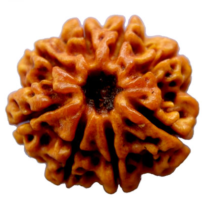 aath-mukhi-rudraksha