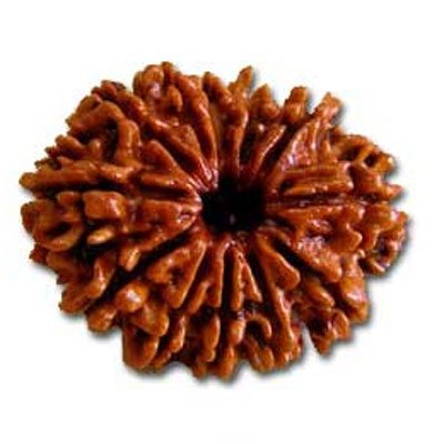 barah-mukhi-rudraksha