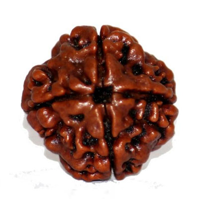 char-mukhi-rudraksha