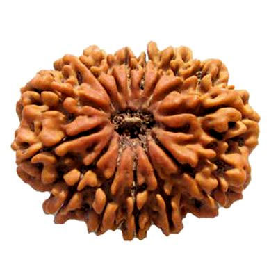 chaudah-mukhi-rudraksha