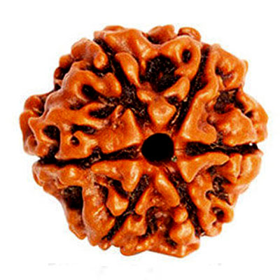 chhey-mukhi-rudraksha