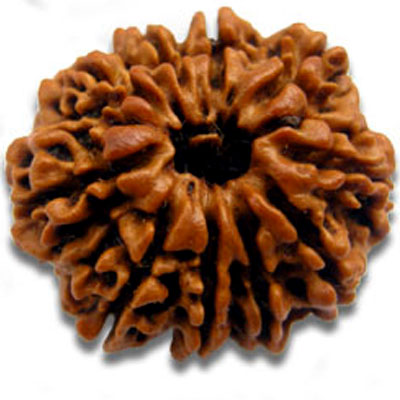 das-mukhi-rudraksha