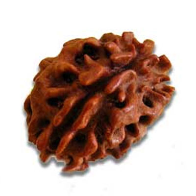 do-mukhi-rudraksha