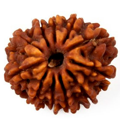 gyarah-mukhi-rudraksha