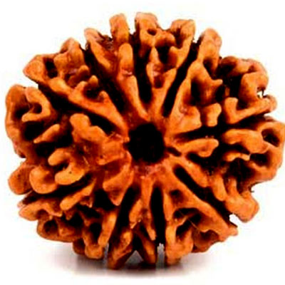 nau-mukhi-rudraksha