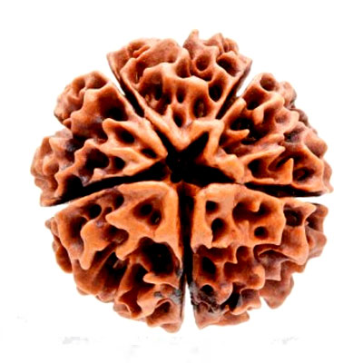 panch-mukhi-rudraksha