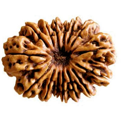 pandrah-mukhi-rudraksha