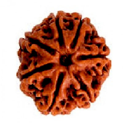 saat-mukhi-rudraksha