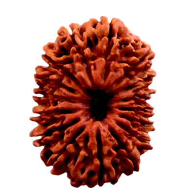 solah-mukhi-rudraksha