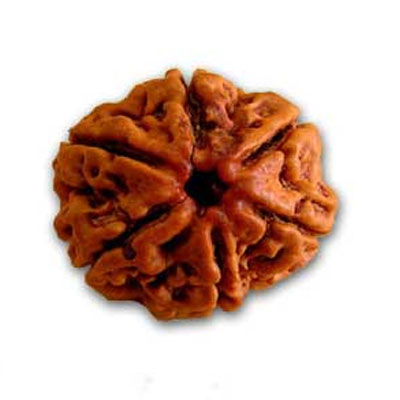 teen-mukhi-rudraksha