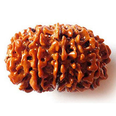 terah-mukhi-rudraksha