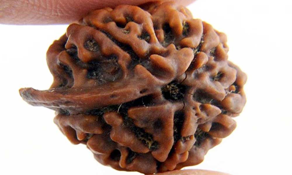 गणेश रुद्राक्ष धारण करने के लाभ