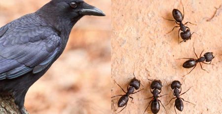 चींटियों और कौए को भोजन