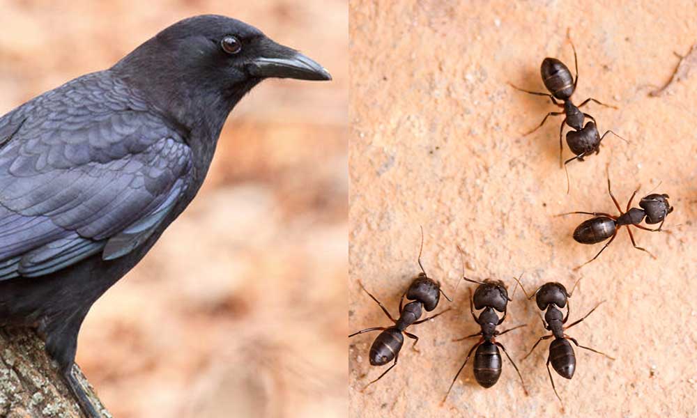 चींटियों और कौए को भोजन