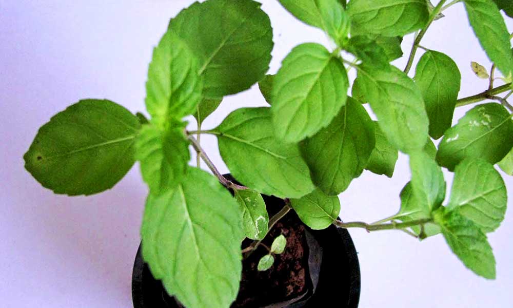 तुलसी का पौधा