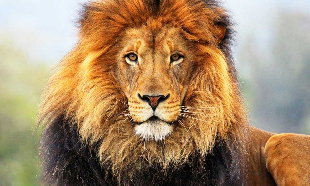 अशुभ तसवीरें