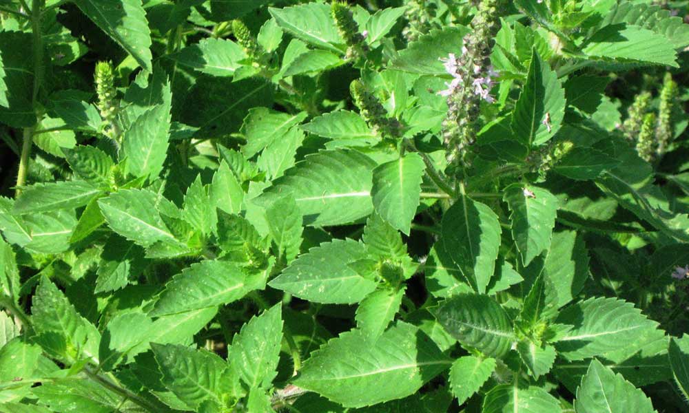 तुलसी के पत्ते