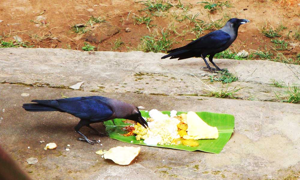 श्राद्ध पक्ष