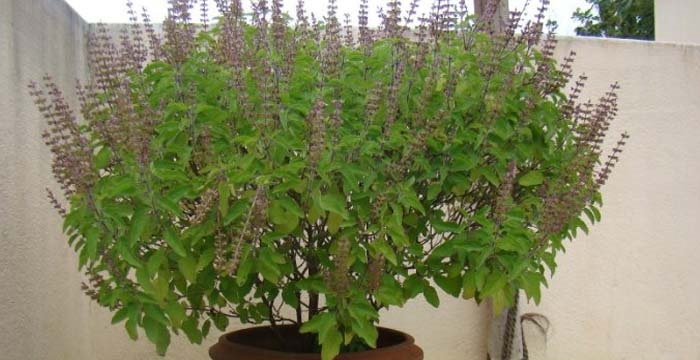 Tulsi plant in Hinduism